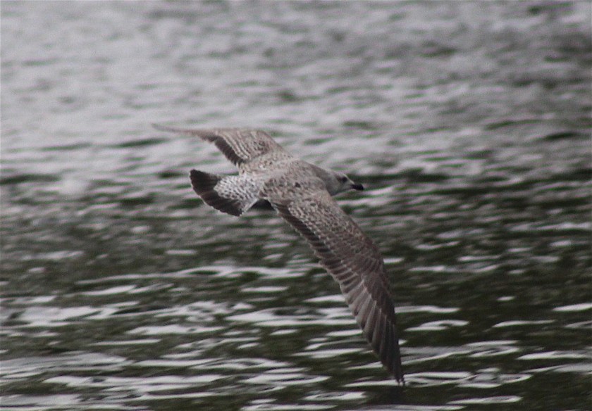 advanced-herring-flight
