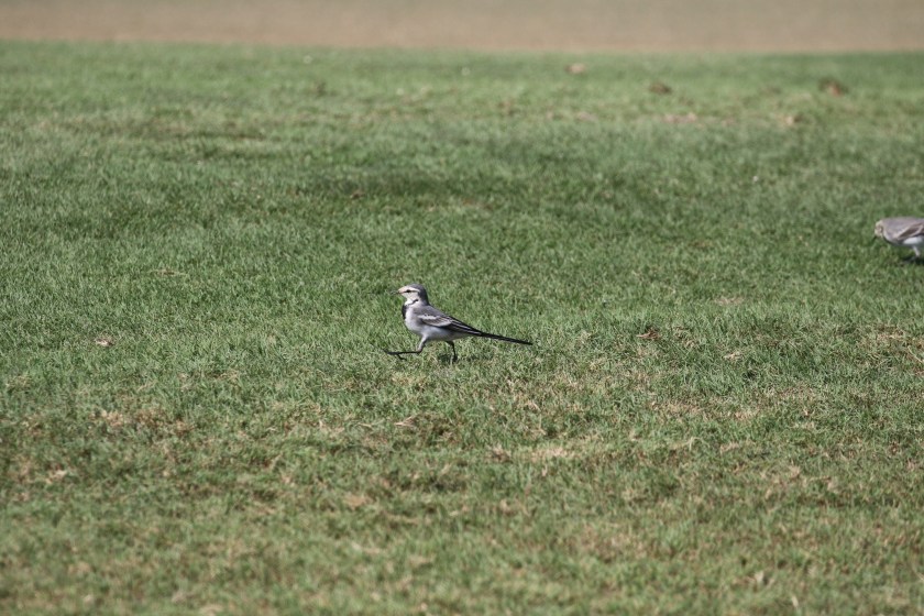 m.a.ocularis Saadyat island beach golf course Jamie Partridge 7.11.17