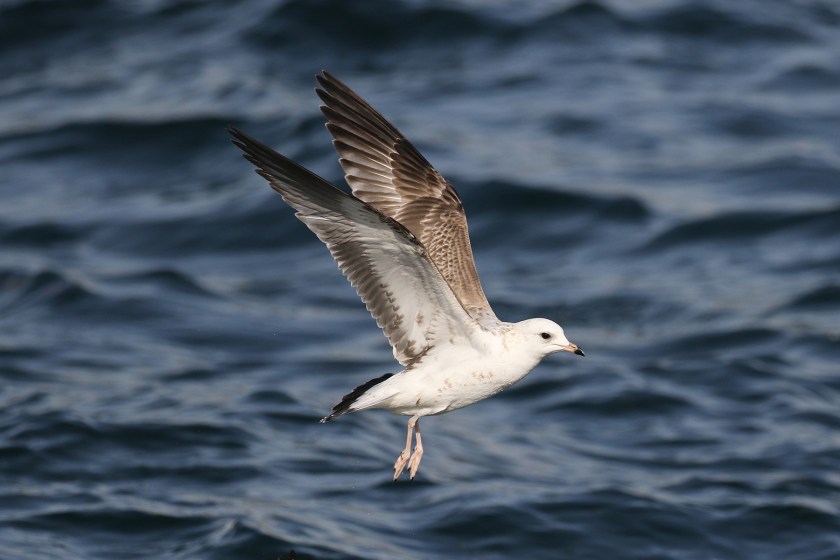 1w Heinei1 Istanbul feb 2019 Jamie Partridge