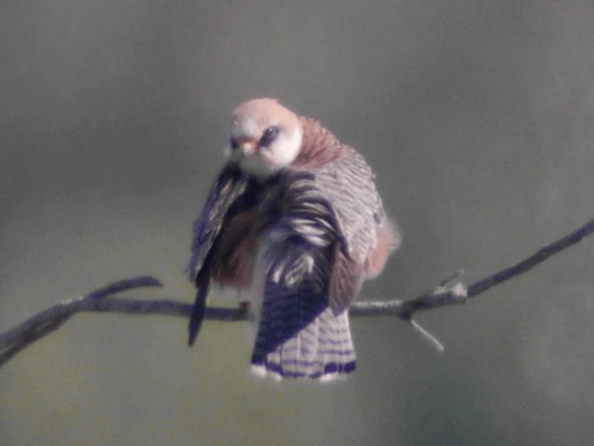 Screen Shot 2020-06-03 at 21.14.45